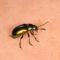 Macro chalet aout 09 - 019